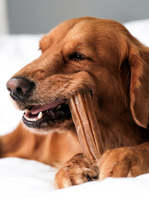 dog chewing on treat